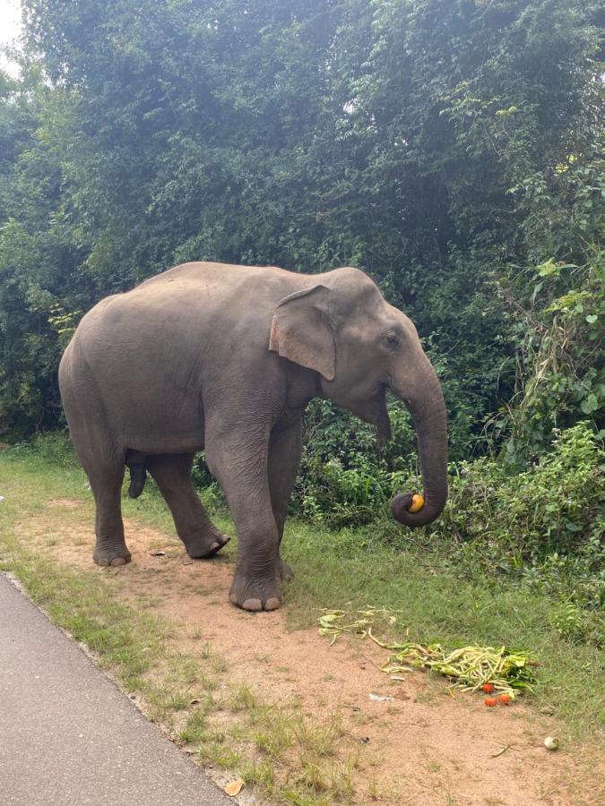 Hotel Tinaya Dambulla Eksteriør bilde